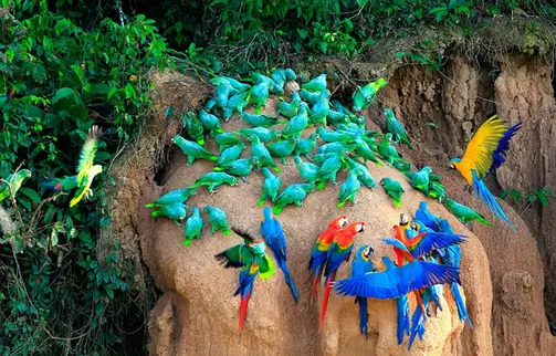 3d2n macaws clay